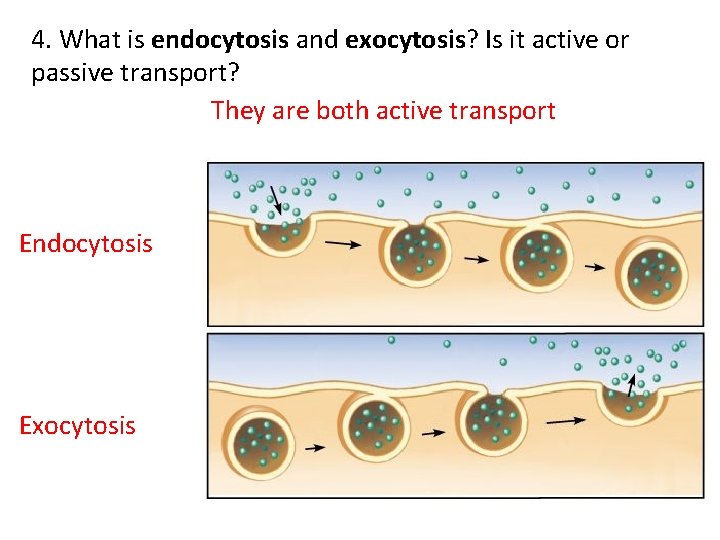 4. What is endocytosis and exocytosis? Is it active or passive transport? They are