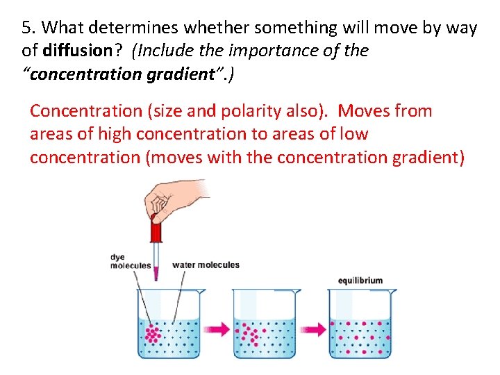 5. What determines whether something will move by way of diffusion? (Include the importance