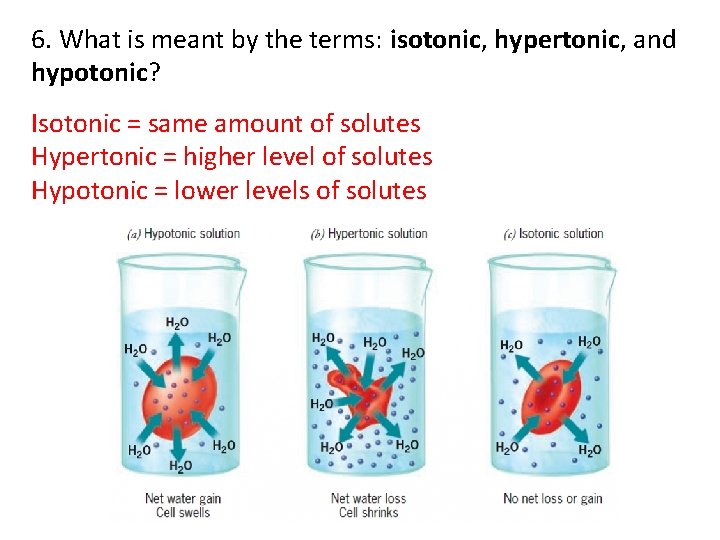 6. What is meant by the terms: isotonic, hypertonic, and hypotonic? Isotonic = same