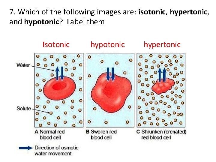 7. Which of the following images are: isotonic, hypertonic, and hypotonic? Label them Isotonic