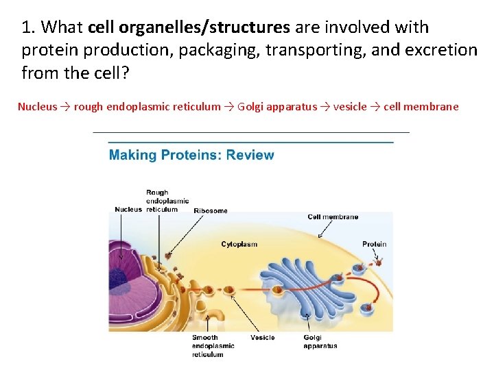 1. What cell organelles/structures are involved with protein production, packaging, transporting, and excretion from