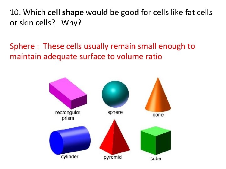 10. Which cell shape would be good for cells like fat cells or skin