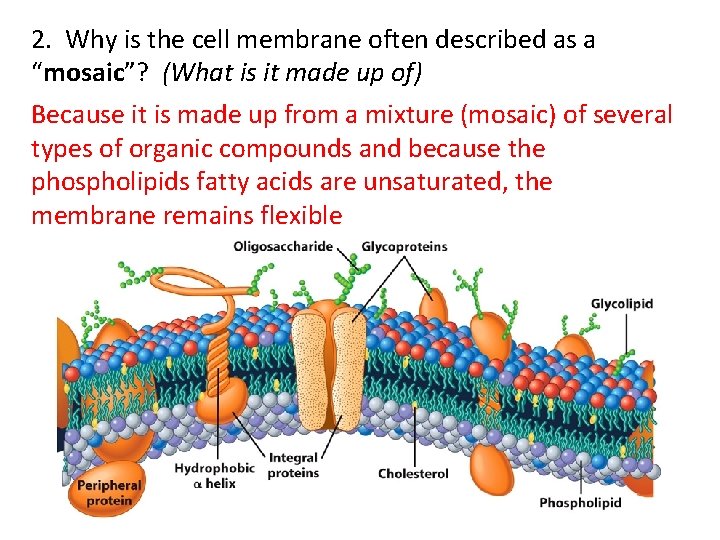 2. Why is the cell membrane often described as a “mosaic”? (What is it