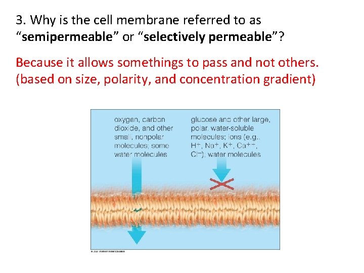 3. Why is the cell membrane referred to as “semipermeable” or “selectively permeable”? Because