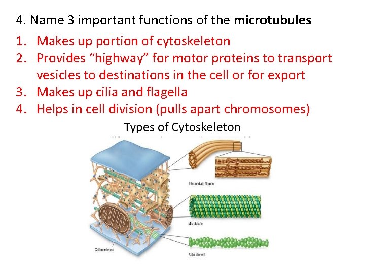 4. Name 3 important functions of the microtubules 1. Makes up portion of cytoskeleton