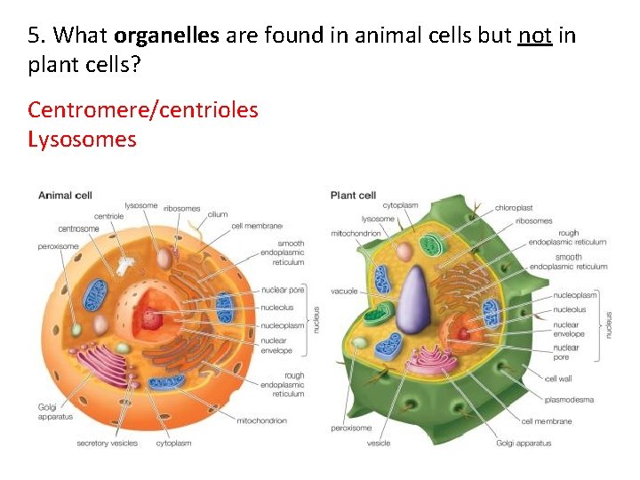 5. What organelles are found in animal cells but not in plant cells? Centromere/centrioles