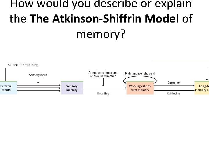 How would you describe or explain the The Atkinson-Shiffrin Model of memory? 