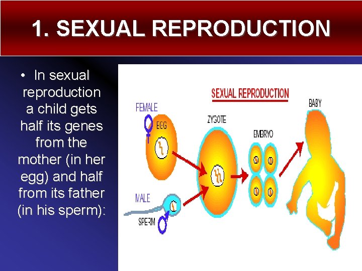 1. SEXUAL REPRODUCTION • In sexual reproduction a child gets half its genes from