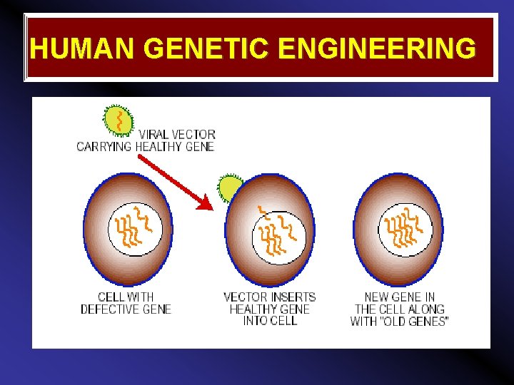 HUMAN GENETIC ENGINEERING 