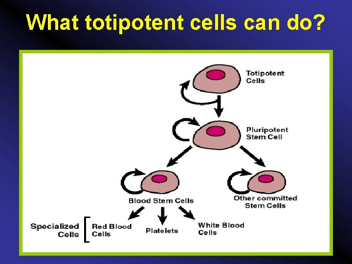 What totipotent cells can do? 