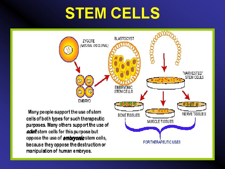 STEM CELLS 