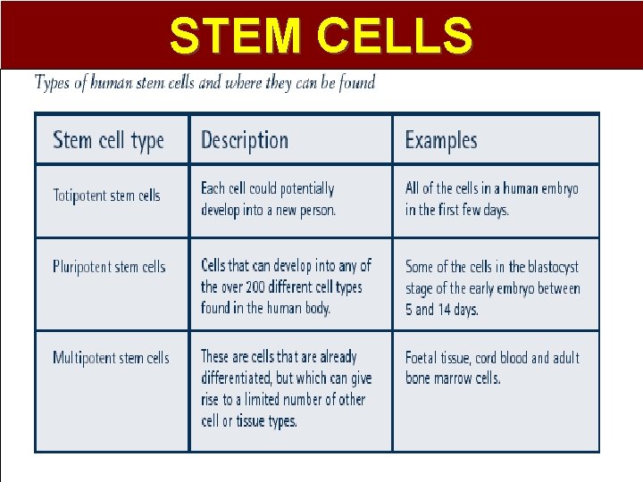 STEM CELLS 