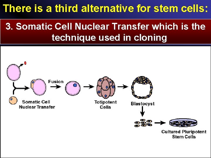 There is a third alternative for stem cells: 3. Somatic Cell Nuclear Transfer which