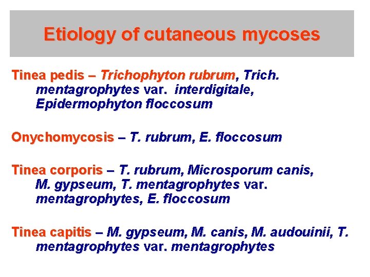 Etiology of cutaneous mycoses Tinea pedis – Trichophyton rubrum, Trich. mentagrophytes var. interdigitale, Epidermophyton