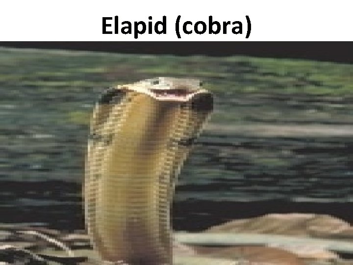 Elapid (cobra) 