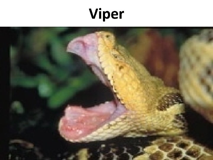 Viper 