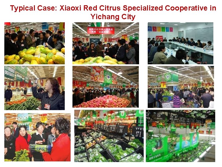 Typical Case: Xiaoxi Red Citrus Specialized Cooperative in Yichang City 