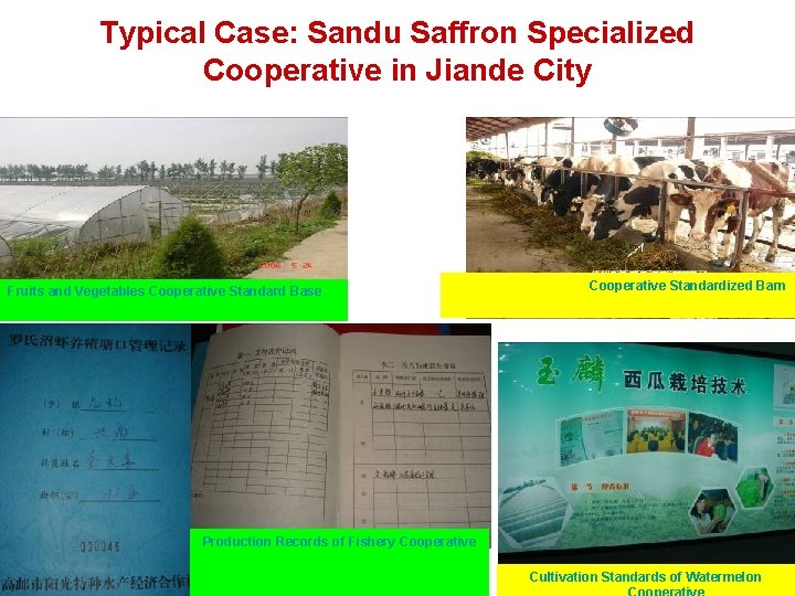 Typical Case: Sandu Saffron Specialized Cooperative in Jiande City Fruits and Vegetables Cooperative Standard