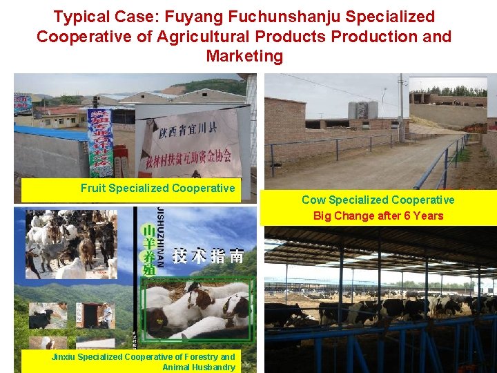 Typical Case: Fuyang Fuchunshanju Specialized Cooperative of Agricultural Products Production and Marketing Fruit Specialized