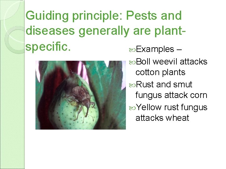 Guiding principle: Pests and diseases generally are plantspecific. Examples – Boll weevil attacks cotton