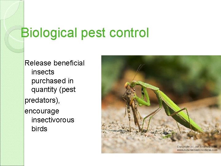 Biological pest control Release beneficial insects purchased in quantity (pest predators), encourage insectivorous birds