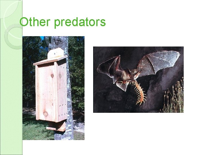 Other predators 