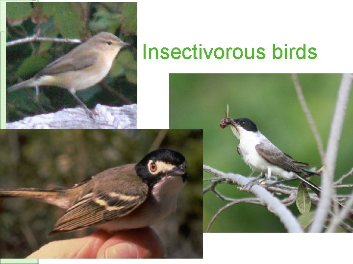 Insectivorous birds 