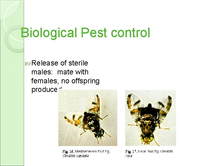 Biological Pest control Release of sterile males: mate with females, no offspring produced. 