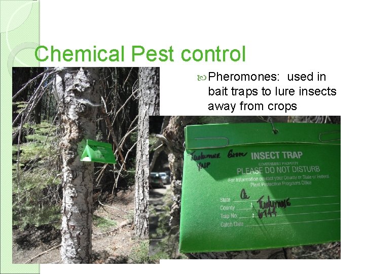 Chemical Pest control Pheromones: used in bait traps to lure insects away from crops