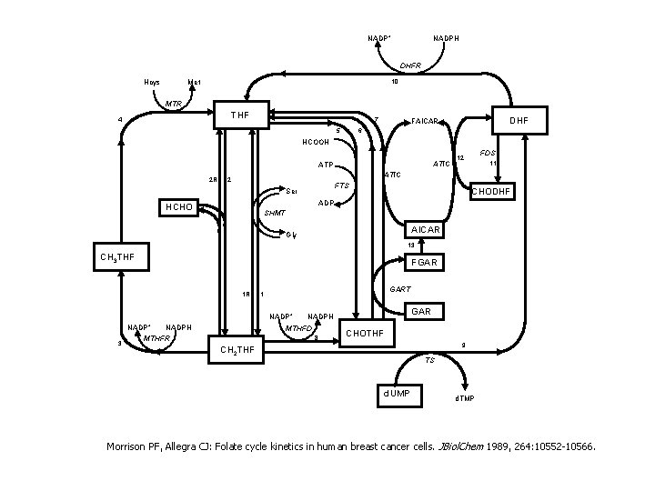NADP+ NADPH DHFR Hcys 10 Met MTR THF 4 7 5 DHF FAICAR 6