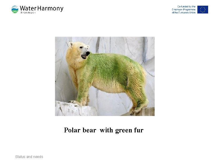 Polar bear with green fur Status and needs Polar bear with green fur Status and needs