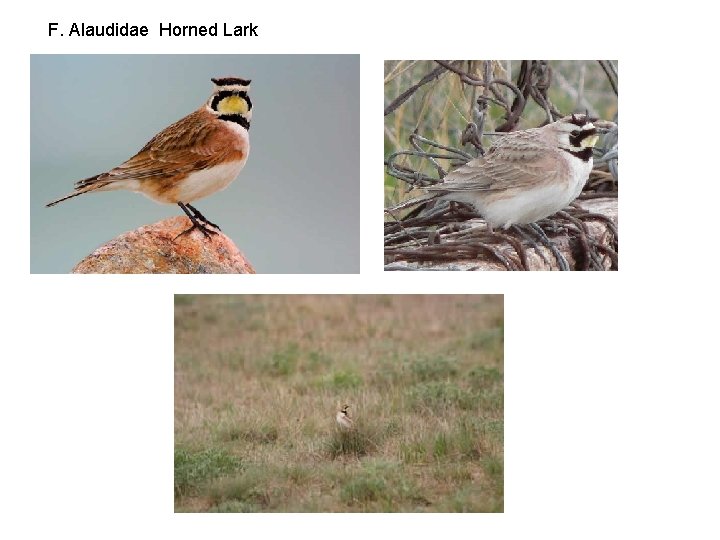 F. Alaudidae Horned Lark 