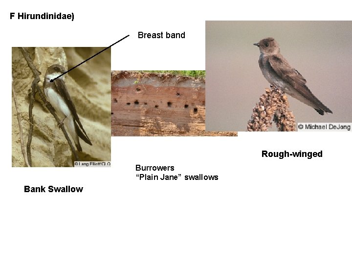F Hirundinidae) Breast band Rough-winged Burrowers “Plain Jane” swallows Bank Swallow 