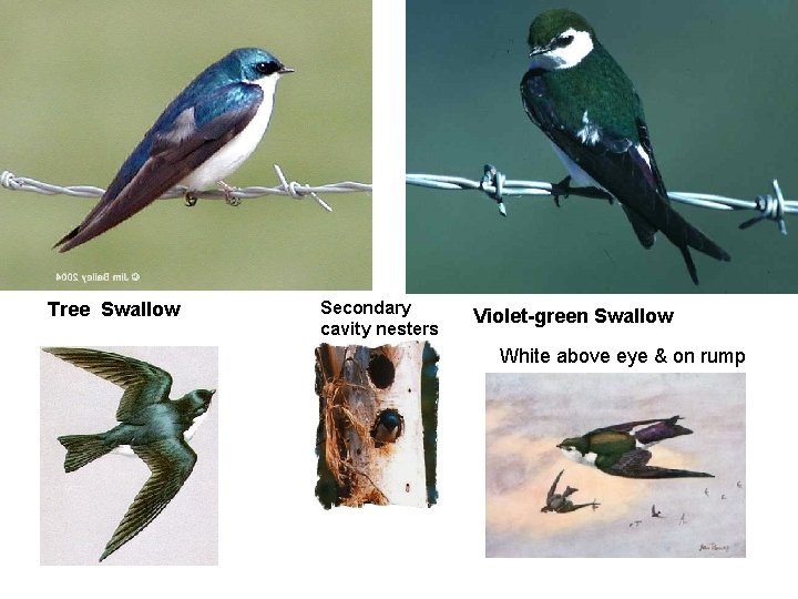 Tree Swallow Secondary cavity nesters Violet-green Swallow White above eye & on rump 