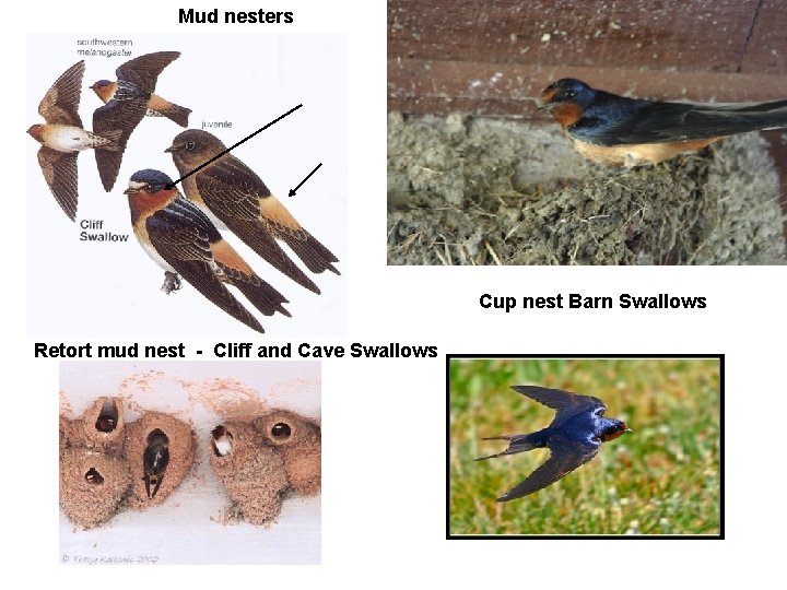 Mud nesters Cup nest Barn Swallows Retort mud nest - Cliff and Cave Swallows
