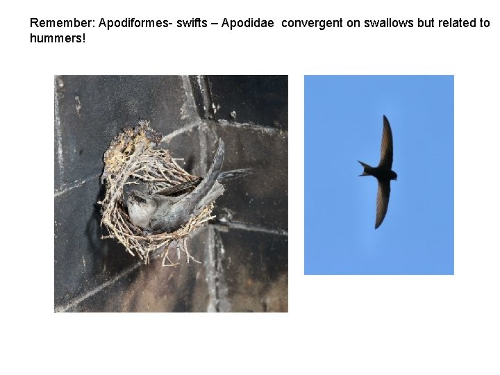 Remember: Apodiformes- swifts – Apodidae convergent on swallows but related to hummers! 