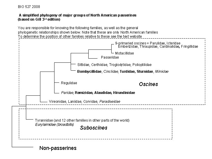 BIO 527 2008 A simplified phylogeny of major groups of North American passerines (based