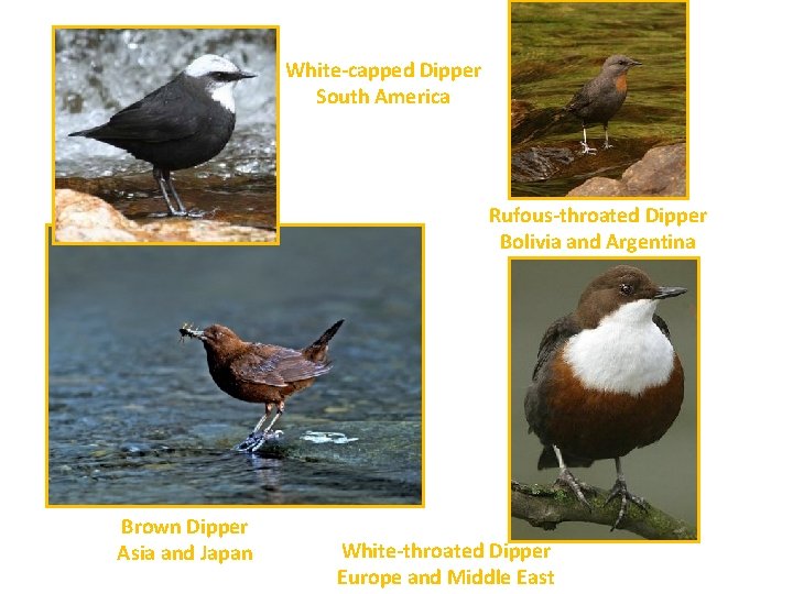 White-capped Dipper South America Rufous-throated Dipper Bolivia and Argentina Brown Dipper Asia and Japan