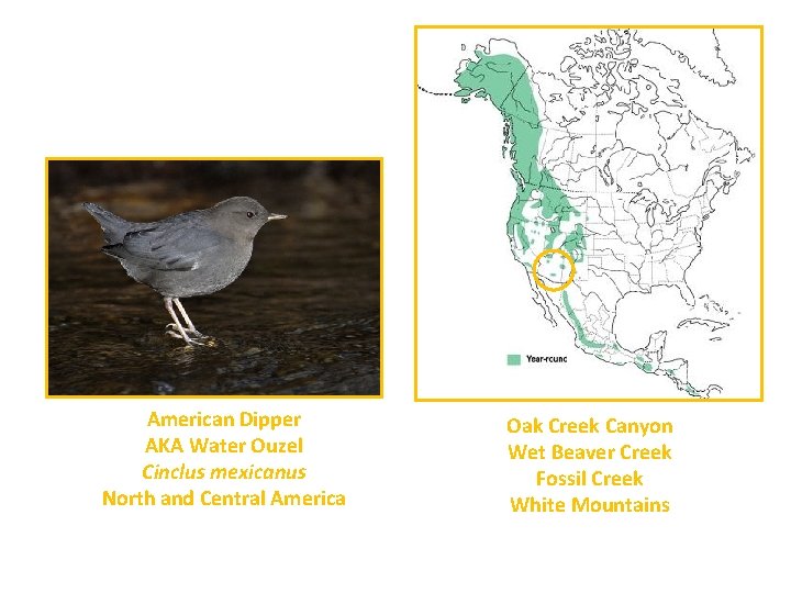 American Dipper AKA Water Ouzel Cinclus mexicanus North and Central America Oak Creek Canyon