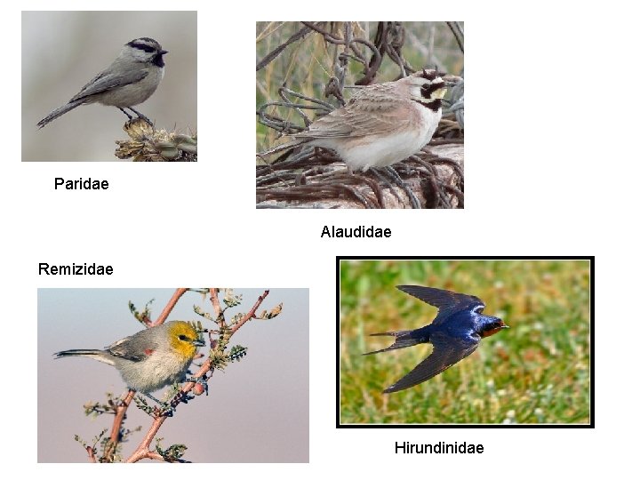 Paridae Alaudidae Remizidae Hirundinidae 