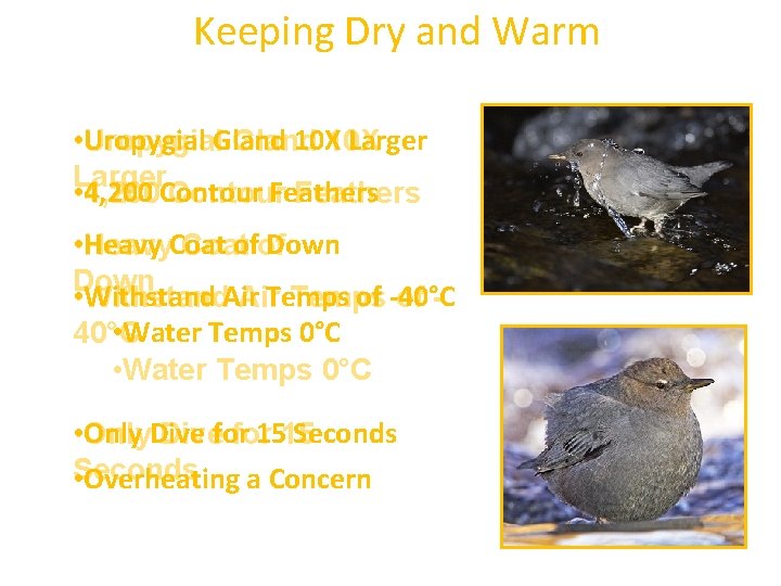 Keeping Dry and Warm Uropygial Gland 10 X Larger • Uropygial Gland Larger 4,