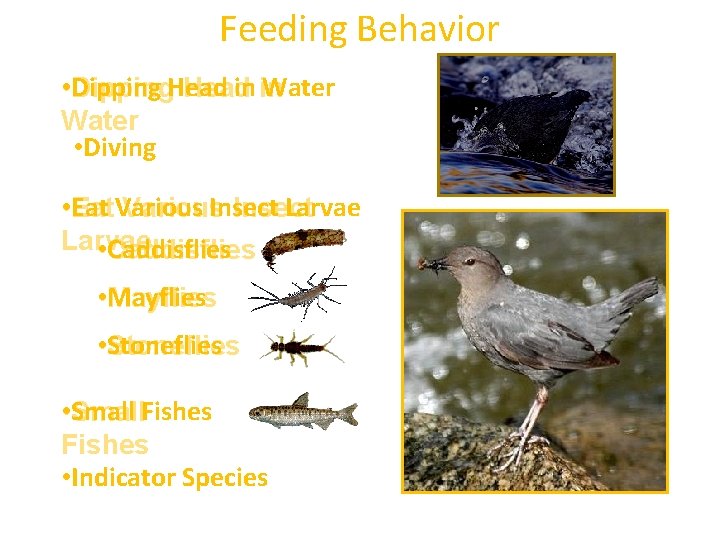 Feeding Behavior • Dipping in in Water Dipping. Head Water • Diving • Eat