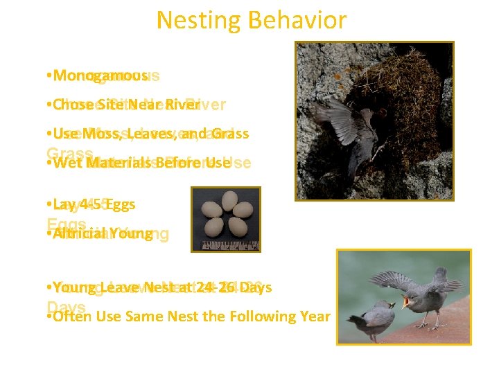 Nesting Behavior Monogamous • Monogamous Chose Site Near River • Chose Site Near River