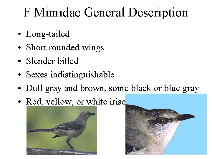 F Mimidae General Description • • • Long-tailed Short rounded wings Slender billed Sexes