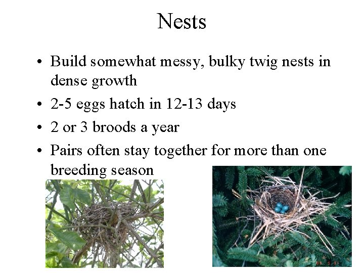 Nests • Build somewhat messy, bulky twig nests in dense growth • 2 -5