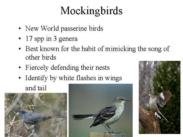 Mockingbirds • New World passerine birds • 17 spp in 3 genera • Best