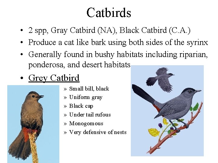 Catbirds • 2 spp, Gray Catbird (NA), Black Catbird (C. A. ) • Produce