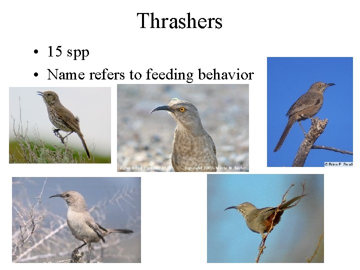 Thrashers • 15 spp • Name refers to feeding behavior 