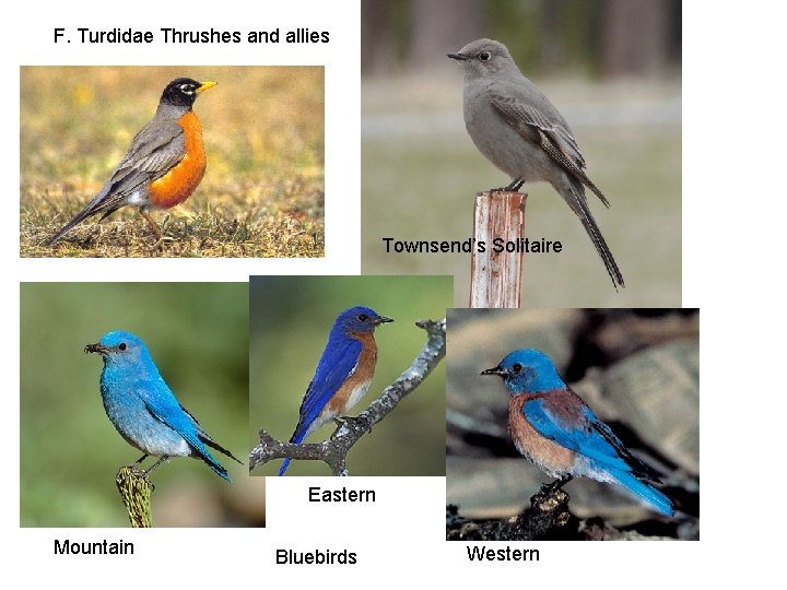 F. Turdidae Thrushes and allies Townsend’s Solitaire Eastern Mountain Bluebirds Western 