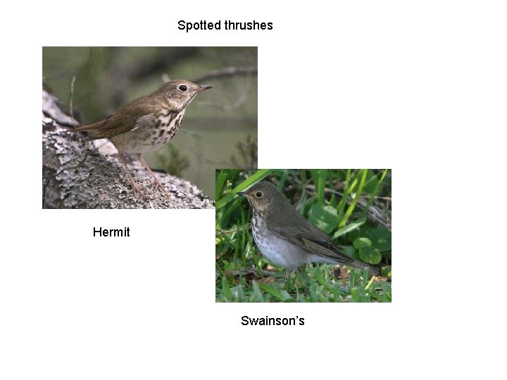 Spotted thrushes Hermit Swainson’s 